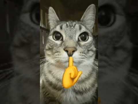 Dog cat and cow 😂🐮 👍🦾