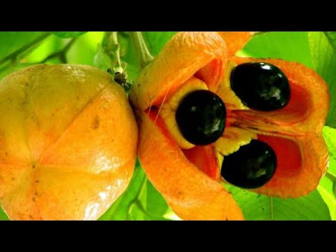 ACKEE FRUIT