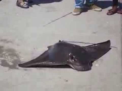 download lagu mp3 mp4 Stingray Stabbing, download lagu Stingray Stabbing gratis, unduh video klip Stingray Stabbing