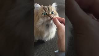 おやつを召し上がるまむちゃん🐱