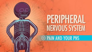 Peripheral Nervous System: Crash Course A&P #12