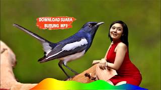 Download lagu Kacer gacor buat PANCINGAN || download suara burung mp3 mp3