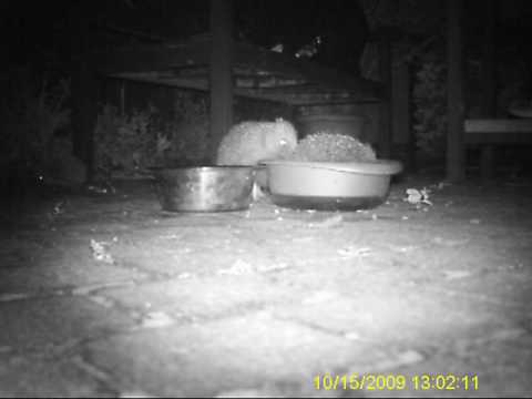 YouTube video about: How to keep baby out of dog bowl?