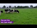 Haas opgejaagd door kudde nieuwsgierige koeien