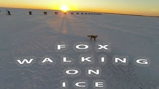 preview picture of video 'Seaside Park Fox on the Barnegat Bay'