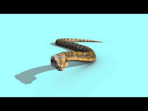 Green Screen Anaconda Snake Strip Attacks Dies - Footage PixelBoom