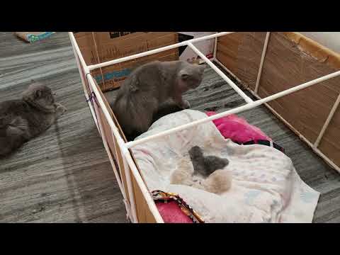 Day 12|| kitten care😍|new born| Eliff Elsa the persian cat