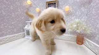 ゴールデンレトリバーの動画01