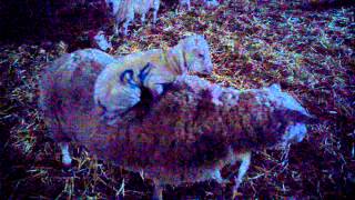 preview picture of video 'Ewe Surfing - Ewe've been framed'