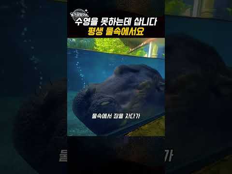 수영 못하는데 물속에서 사는 동물, 하마