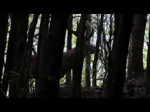 jelenia ruja Horna Nitra