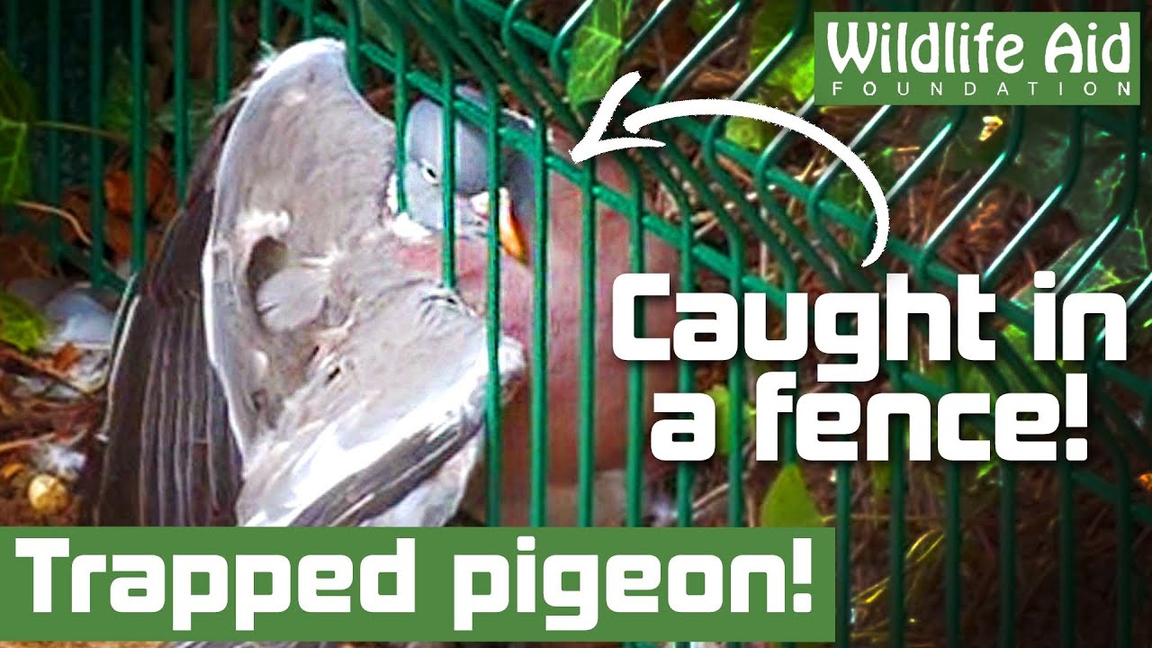 Unlucky pigeon gets BOTH WINGS caught in a fence!