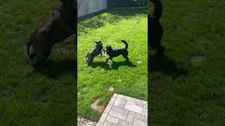 Video preview image #1 Collie-Labrador Retriever Mix Puppy For Sale in Oakhurst, NJ, USA
