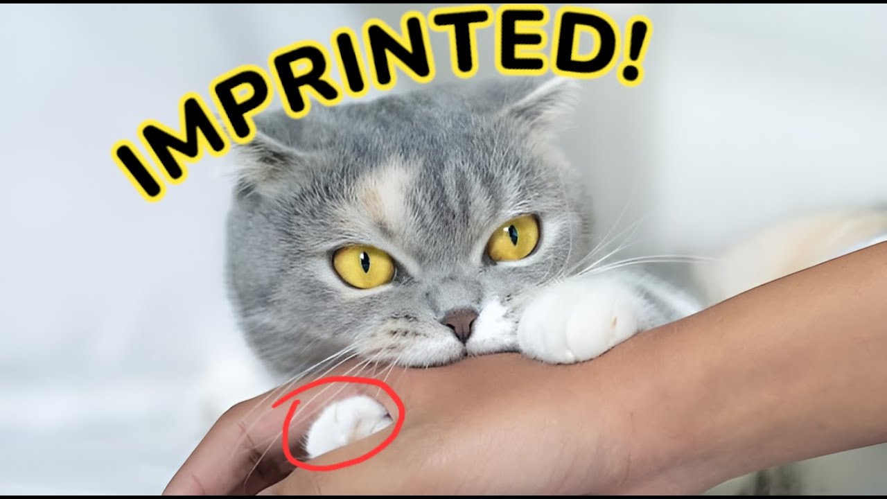 If Your Cat Show THESE Signs, They See You as Their MOTHER or FATHER! 🔥