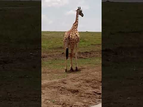 The Giraffe #conservation #safari #maasaimara #Twiga #Ilikethegiraffe