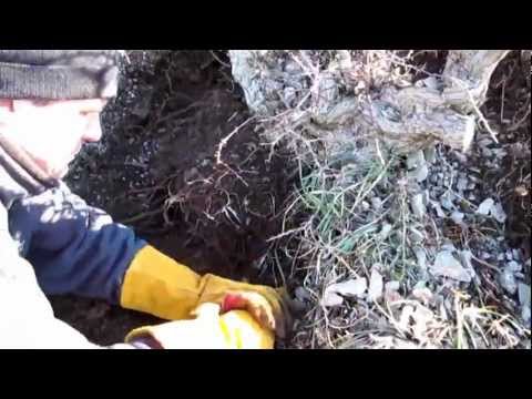 Collecting a Huge Yamadori Hawthorn for Bonsai off the Mountain