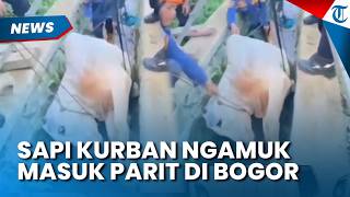 Momen Sapi Kurban Bernama Franky Ngamuk sampai Masuk Parit di Bogor, Damkar Bantu Evakuasi