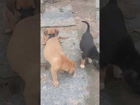 Vídeo de Filhotes da Latifa