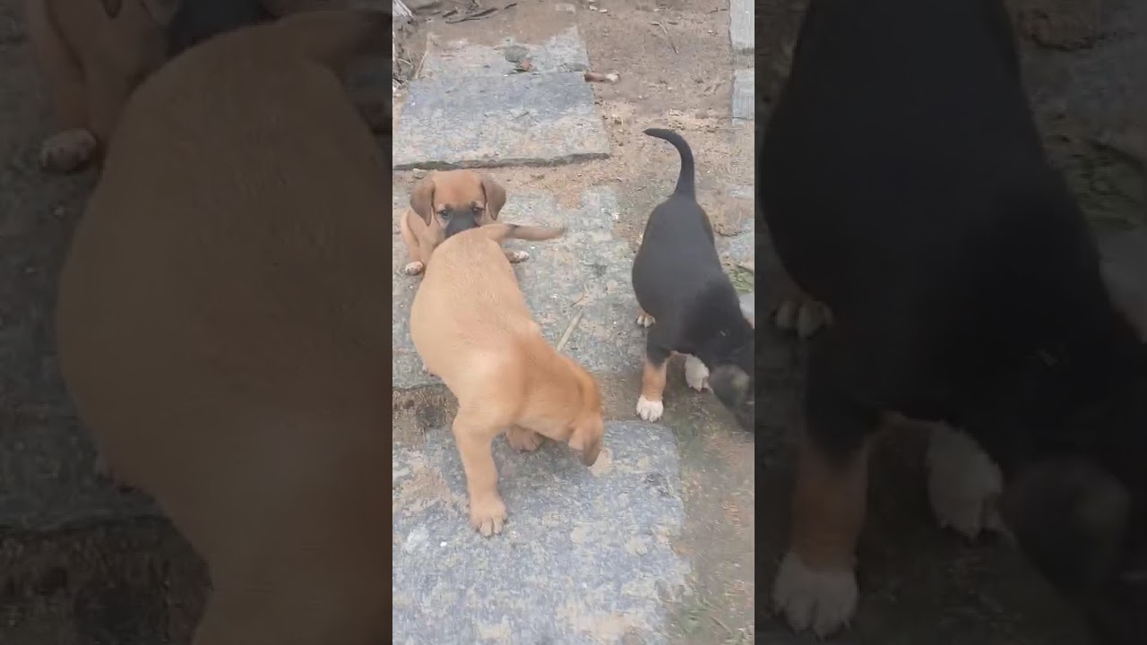 Cachorro raça SRD-ViraLata idade Abaixo de 2 meses nome Filhotes da Latifa