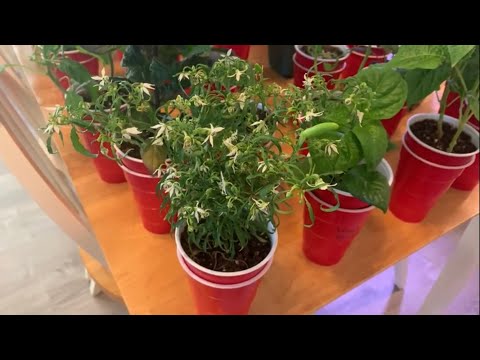 Pepper Grow Update #3 May 12, 2021