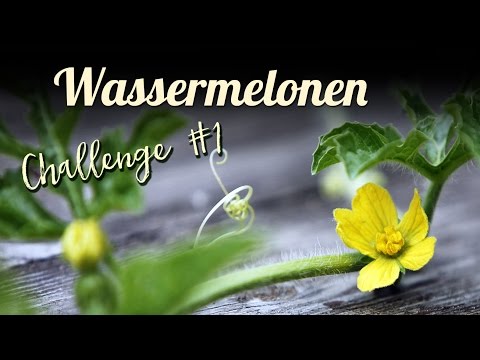 Prostamol Anweisungen, wie zu nehmen Prostatitis Behandlung in Kliniken von Kiew