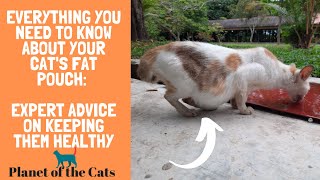 The Truth Behind Your Cat