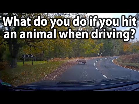 What do you do if you hit an animal when driving?