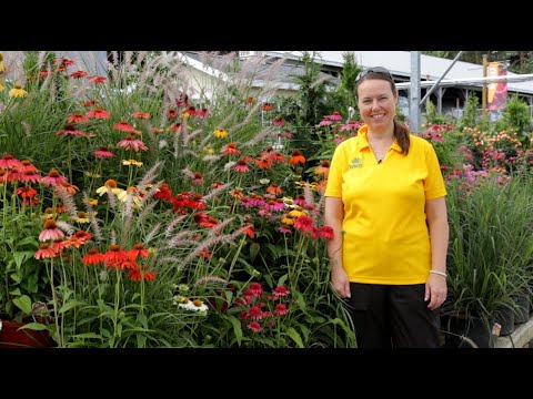 PETITTI Coneflower | Grow Echinacea for Repeat Blooms, Deer Resistance & Pollinators