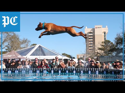 DockDogs
