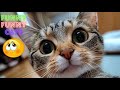 A Selection Of The Funniest Cat Videos Funny Cat Videos On Youtube Funny Cat Videos Compilation
