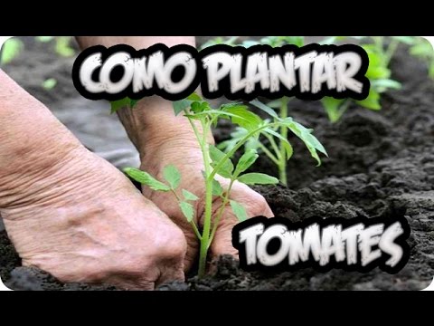 , title : 'Como Plantar Tomates || Huerto Organico || La Huertina De Toni'