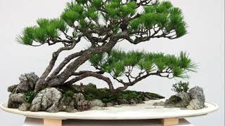 Download lagu exhibition bonsai in china part 1 mp3