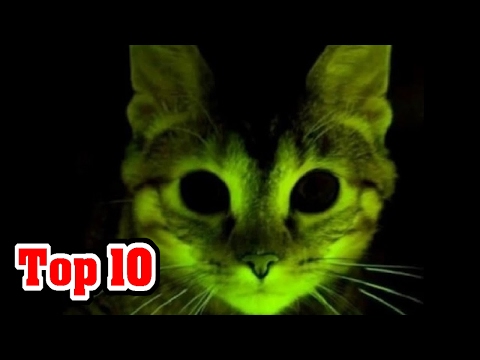 image-What are the advantages of glow in the dark cats?