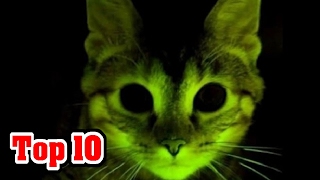 10 Animals MODIFIED By SCIENCE