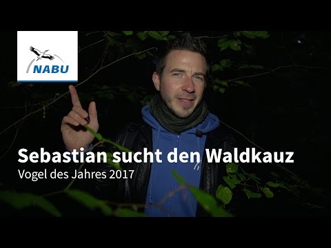 Der Waldkauz: Vogel des Jahres 2017