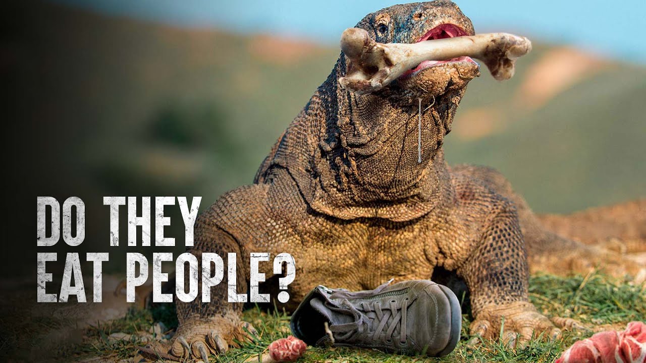 How I Survived a Komodo Dragon Attack