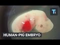 Scientists created the first human-pig embryo that could revolutionize healthcare