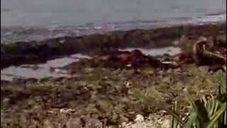 Berger house on Majuro Island