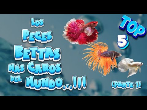 🐟TOP 5: Los 5 Peces Bettas Más Caros del mundo Parte 1🐠🌿 #peces #aguadulce #bettas