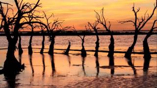 Palabras Estorbantes - La Renga - Los Árboles