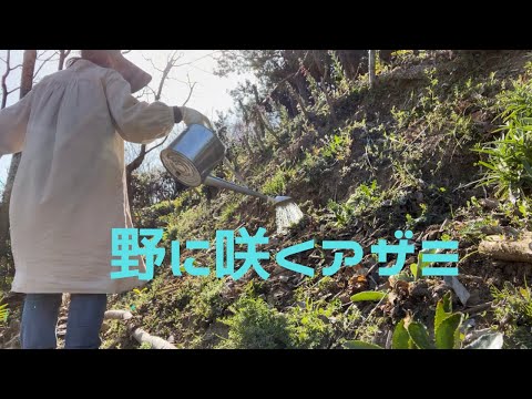 園芸 ブルーアザミ、アズールボール