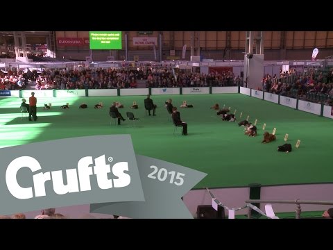 Dog Obedience Championships - Stays | Crufts 2015