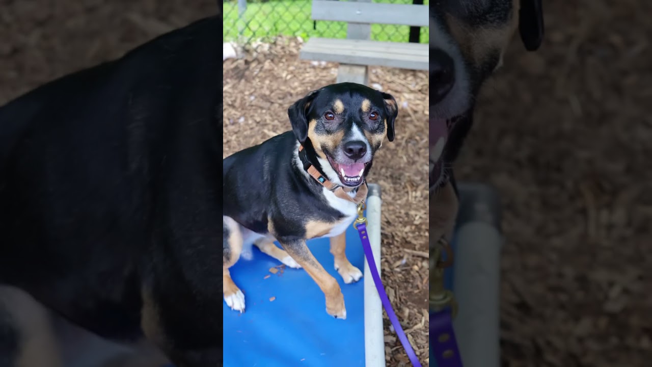 Enlarge Layla**, a Adoptable mixed breed in Briarcliff Manor, NY video 6/6