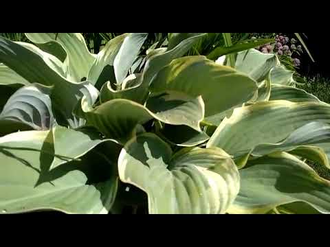 #hosta #хоста #РегалСплендор / Большая серо-голубая хоста Регал Сплендор ( hosta Regal Splendor)