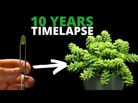 I Filmed 20 Plants for 10 Years (TIMELAPSE Compilation)