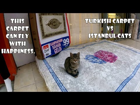 Perché i tappeti turchi sono famosi? Perché sono testati da simpatici gatti e gattini.