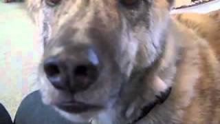 Разговор с собакой