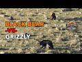 Black Bear Takes On A Grizzly Over A Dead Bison Yellowstone National Park Boulder Lake