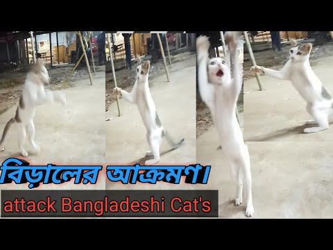 বিড়ালের আক্রমণ।।attack Bangladeshi cat😄 13, 2022