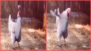 【驚愕】鶏 リフティングする　神業　#shorts